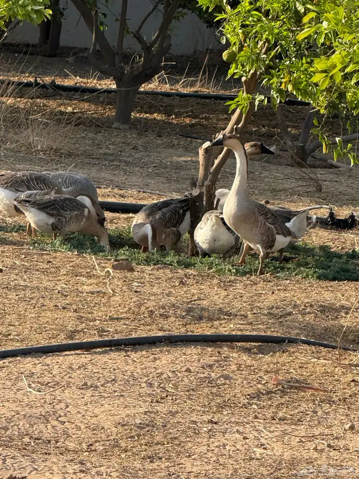 وز عراقي (توصيل مجاني داخل البكيريه) 20