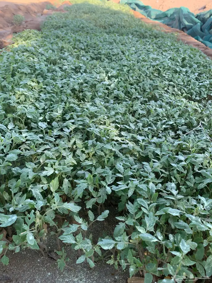 مباقل بندوره ابوشوكه وفلفل رومي موقعها كليه 0