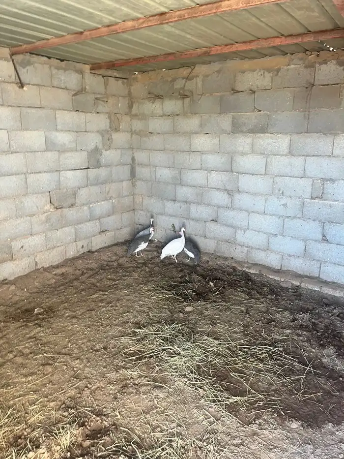 دجاج طقم حبشي تم البيع 13