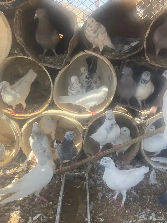 حمام مشكل عدد حول 52 حبه 10