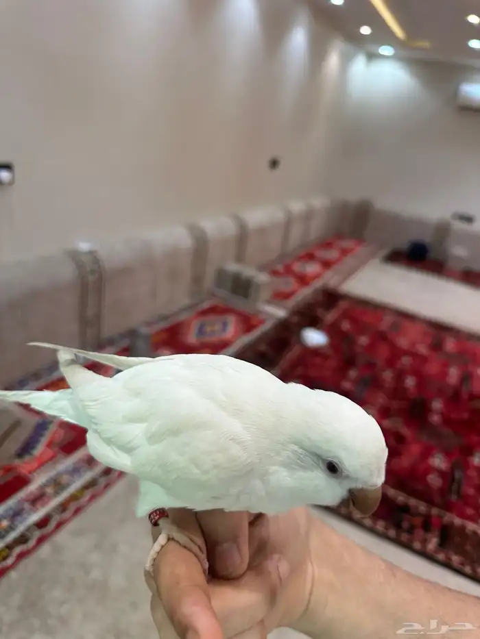كويكر البينو 3