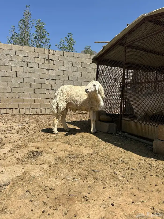 خروف فحل جذع 2