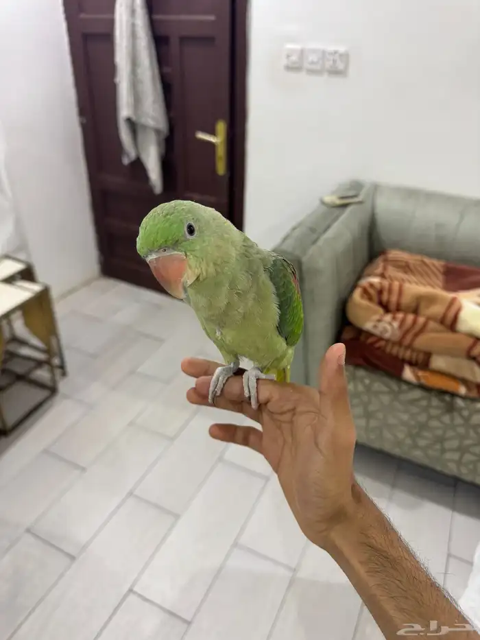 دره نيبالي 5