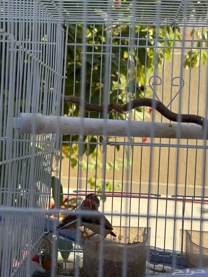 طيور للبيع 0