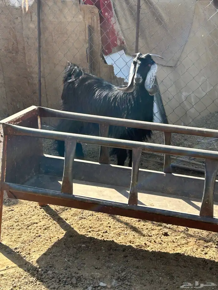 جفره جذعه وتيس جذع الشحم فل 6