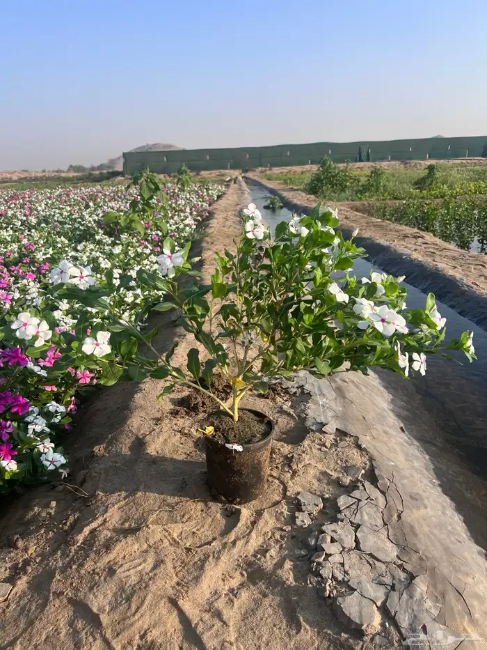 بفته ( ونكا) هولندي وبلدي مركن 20 0