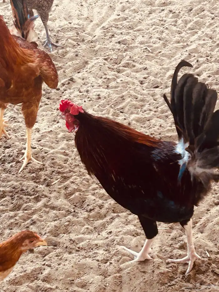 ديوك بلدي للبيع 0