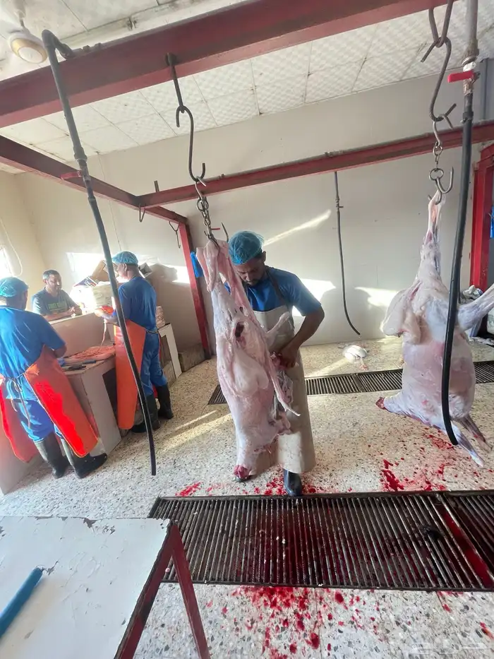 ذبايح نظيفه بري تمايم ضيفه 3