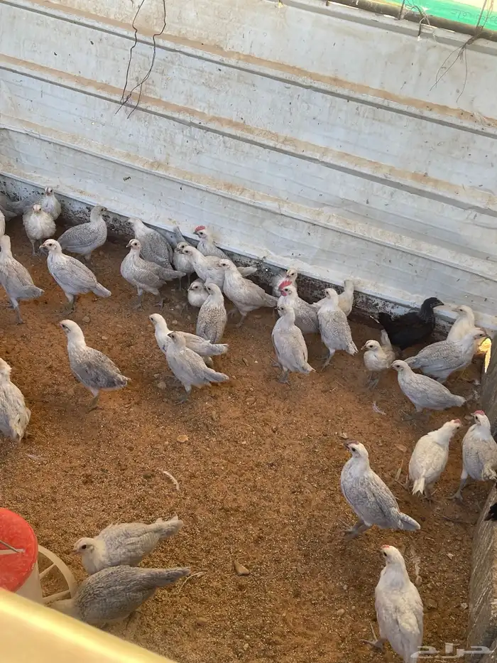 صيصان فيومي 5