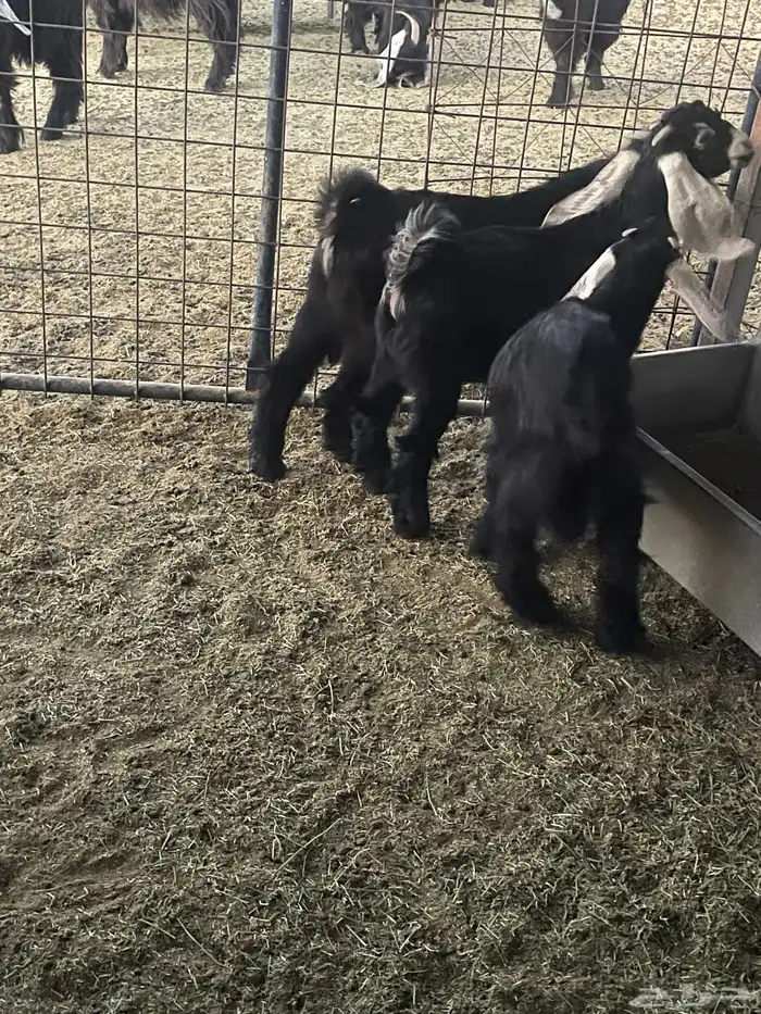 للبيع تيوس وجفار فل شحم 0