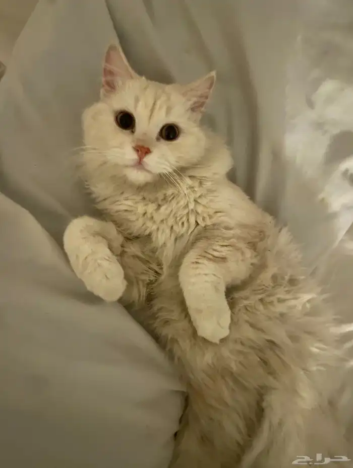 قط ضايع بحي الفيصلية الخرج 0