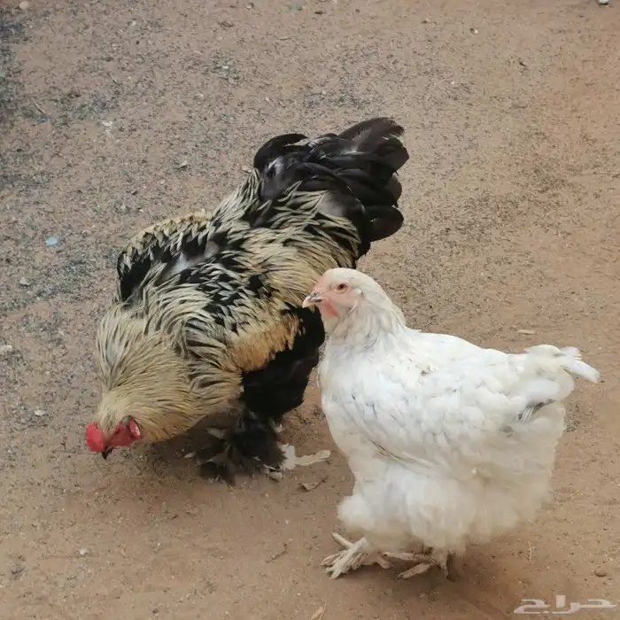 ديك ودجاجة براهما 3