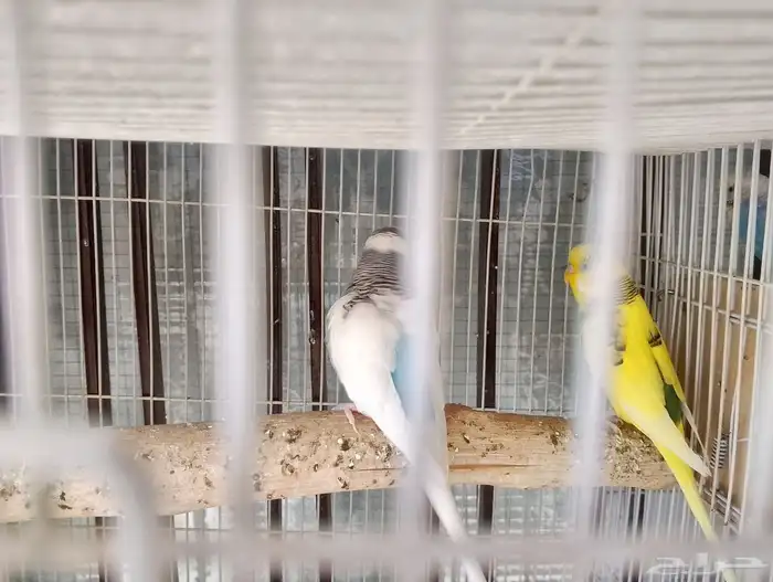 جوزين عصافير بادجي 0