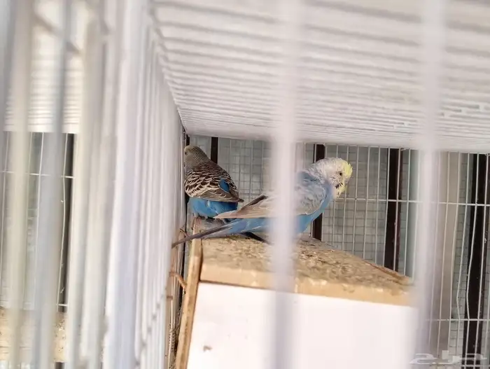 جوزين عصافير بادجي 1