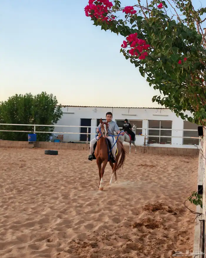 تدريب فروسية 3