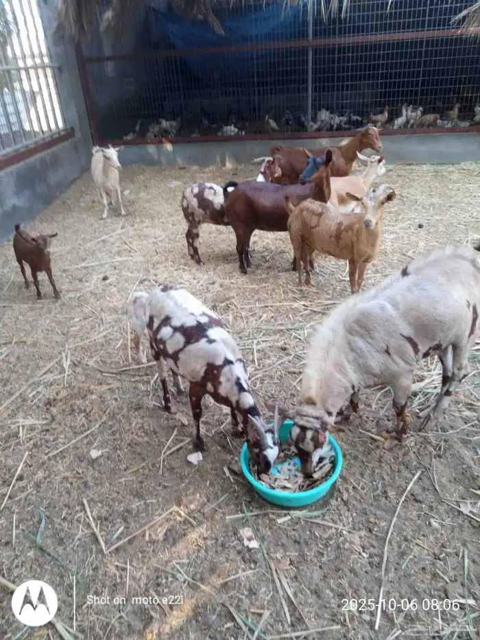 معزا جنوبيات ومشاريك كفو 0