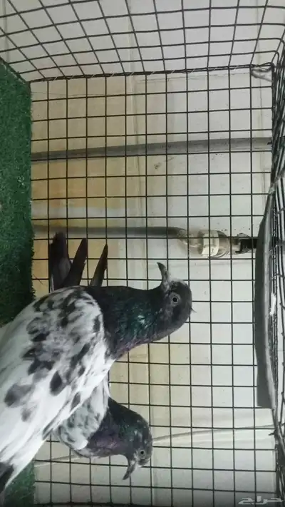 عرض حمام تيدي وزينة index