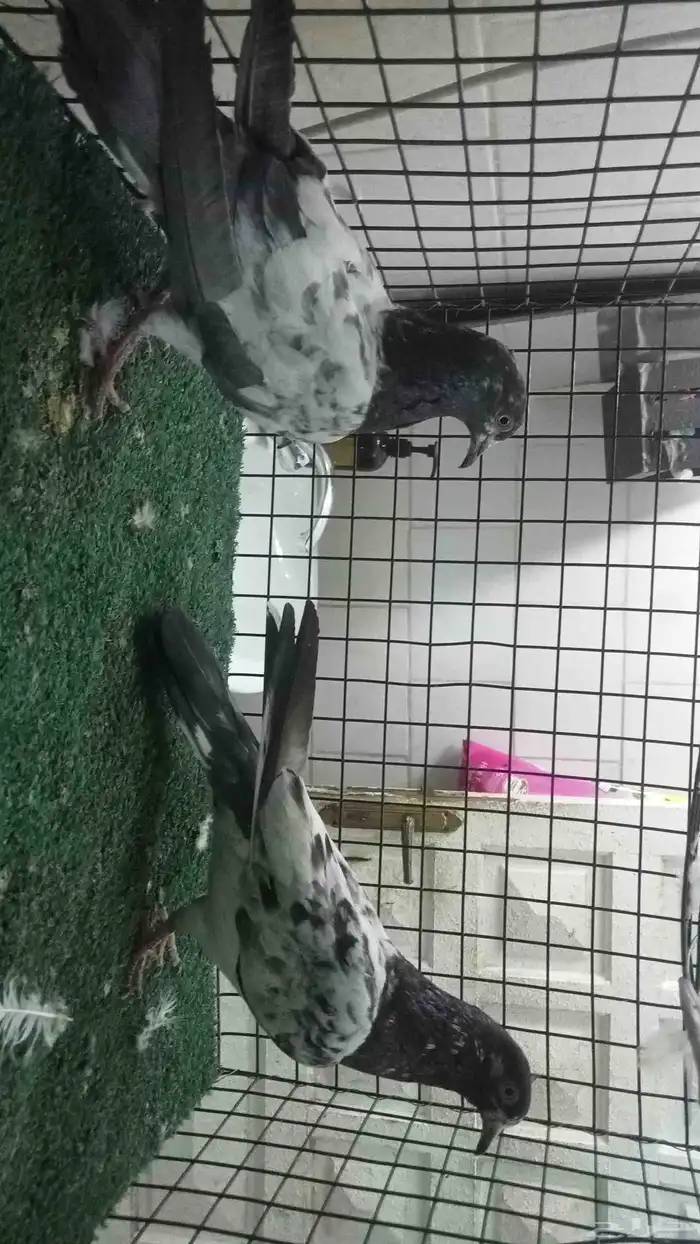 للبيع ثلاثة ازواج باكستاني 18