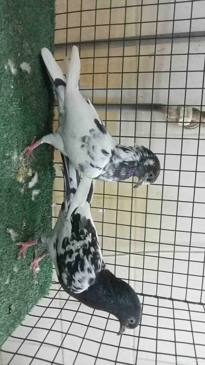 للبيع ثلاثة ازواج باكستاني 11