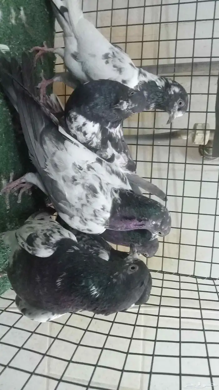 للبيع ثلاثة ازواج باكستاني 22