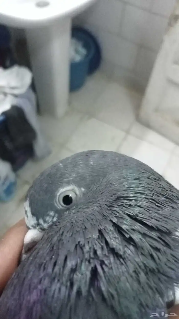 للبيع ثلاثة ازواج باكستاني 4