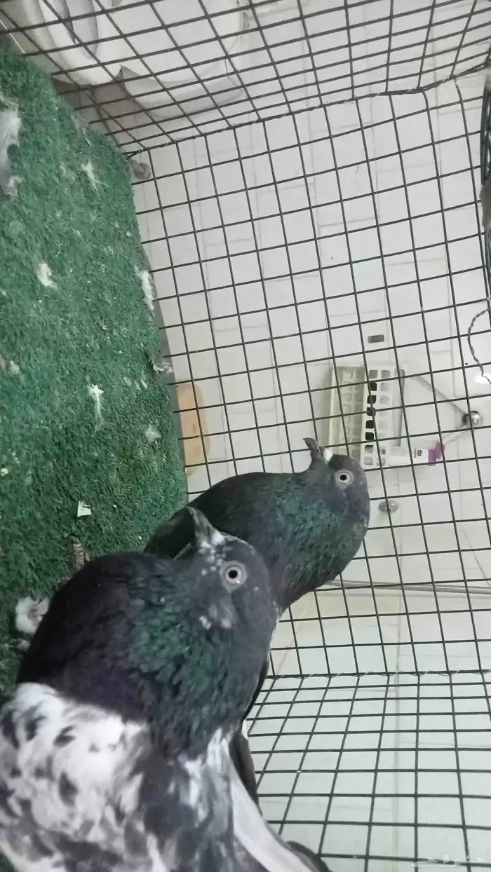 للبيع ثلاثة ازواج باكستاني 9