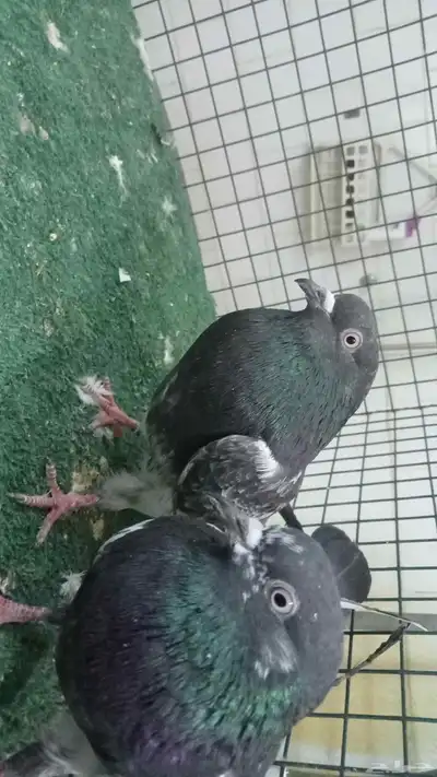 عرض حمام تيدي وزينة index