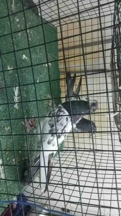 عرض حمام تيدي وزينة index