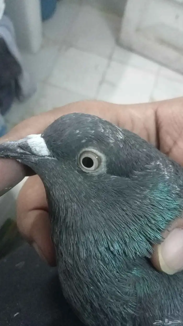للبيع ثلاثة ازواج باكستاني 3