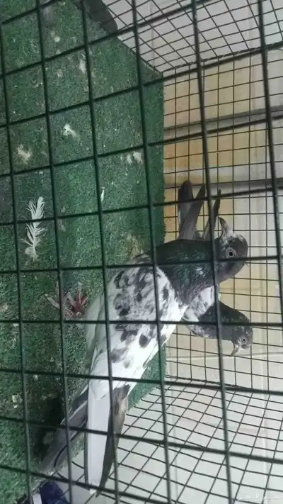 عرض حمام تيدي وزينة index