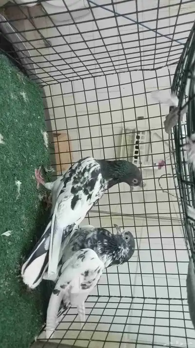 عرض حمام تيدي وزينة index