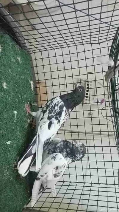 عرض حمام تيدي وزينة index