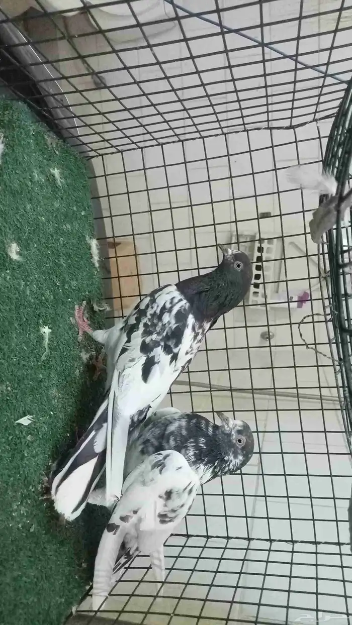 عرض حمام تيدي وزينة 0