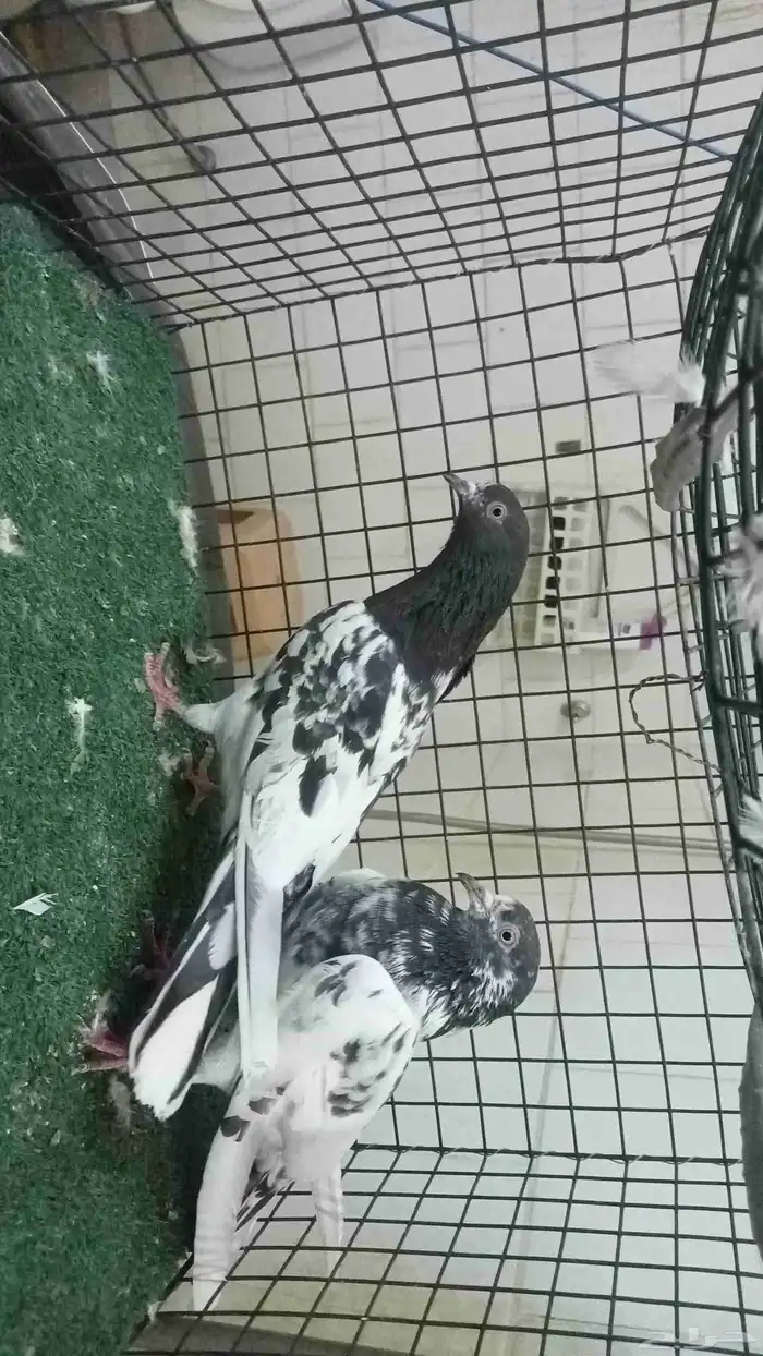 للبيع ثلاثة ازواج باكستاني 12