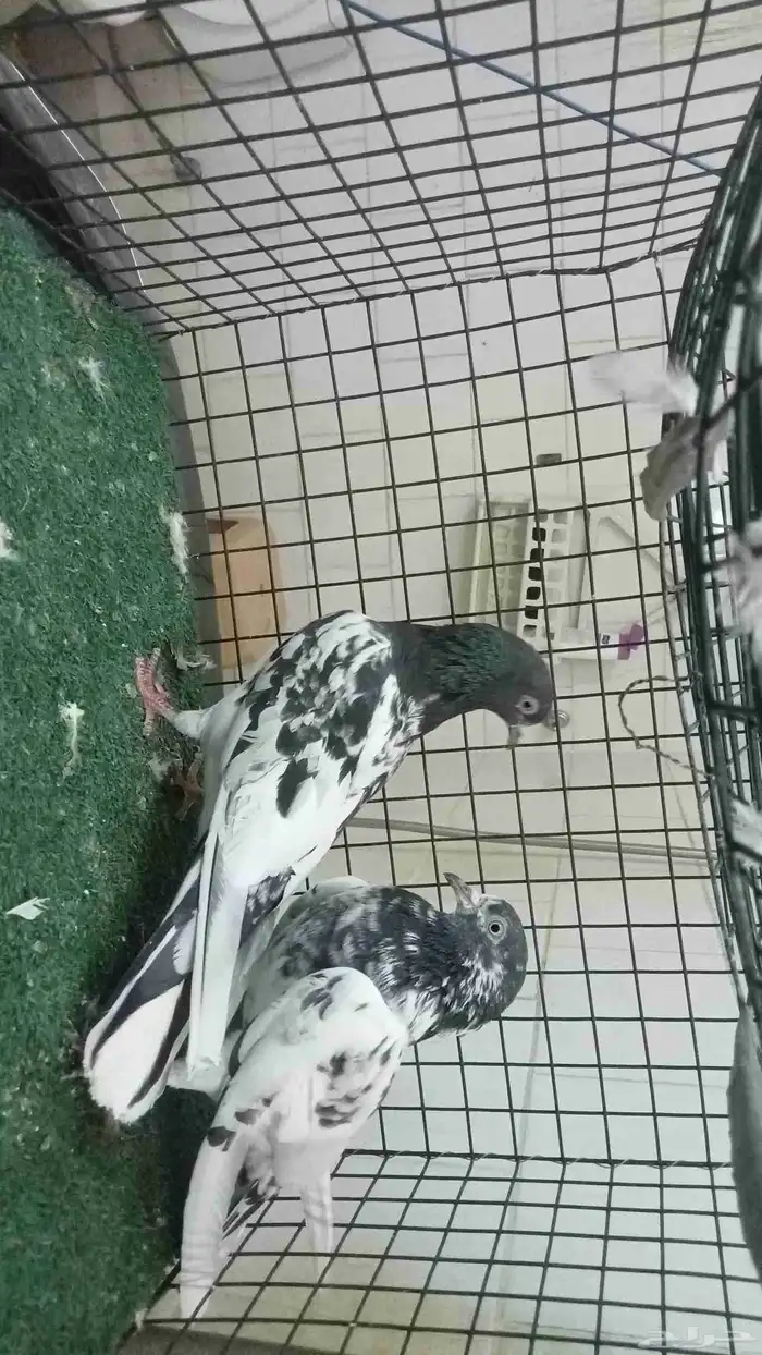 للبيع ثلاثة ازواج باكستاني 17