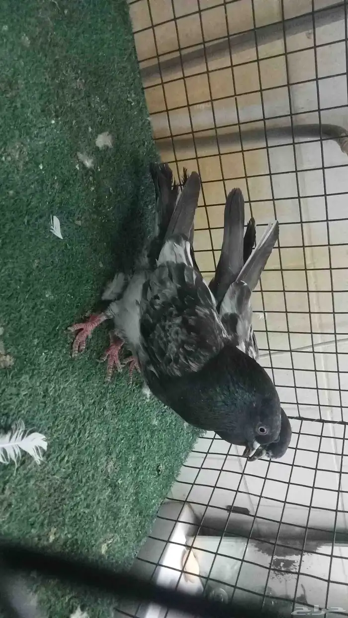 عرض حمام تيدي وزينة 4