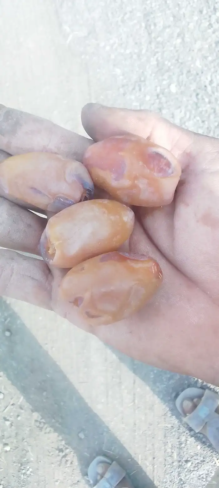 خلاص فاخر حبه كبير 1