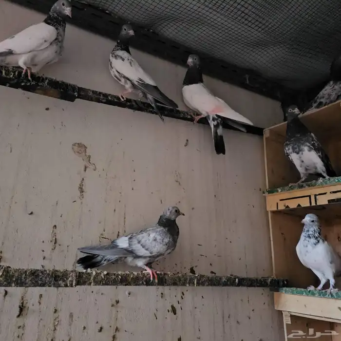 حمام باكستاني تيدي 2