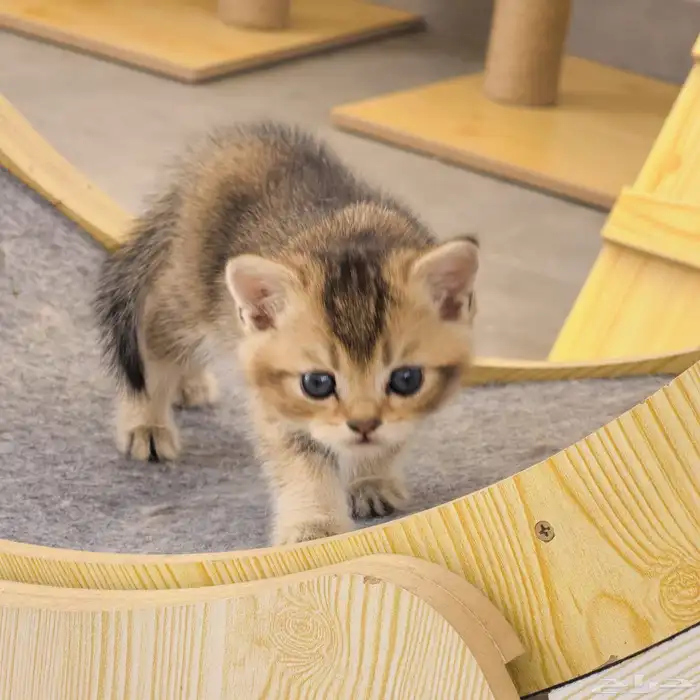 قط برتش شورت هير للبيع British sort hire NY24 1