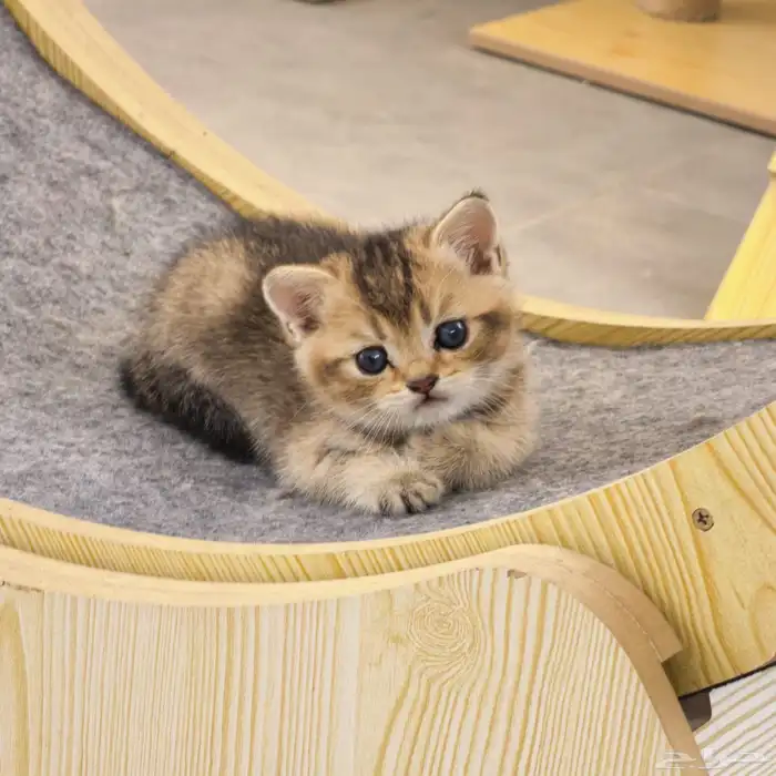 قط برتش شورت هير للبيع British sort hire NY24 0