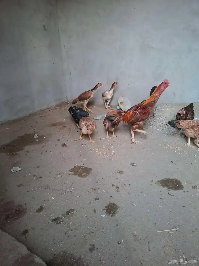 دجاج باكستاني بلجرشي 5