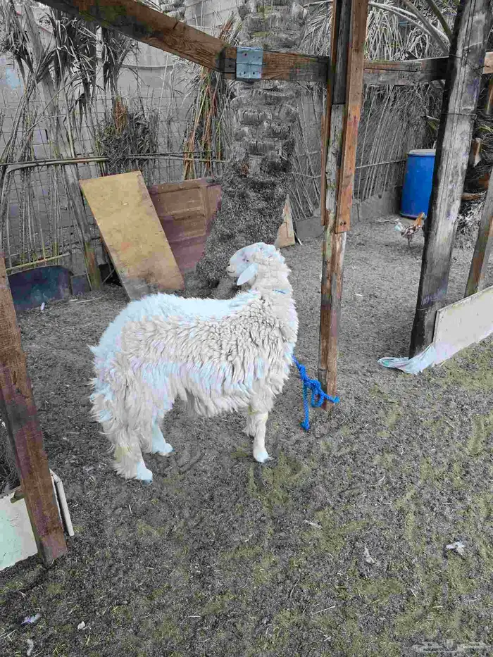 فحل حري ثني حار وميزته انه مافيه قرون وحار مايحتاج تمسكله 2