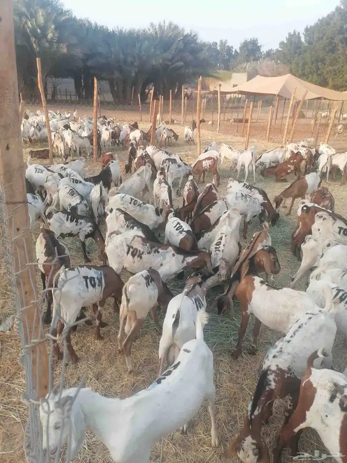 تيوس بحارة جذعان 7