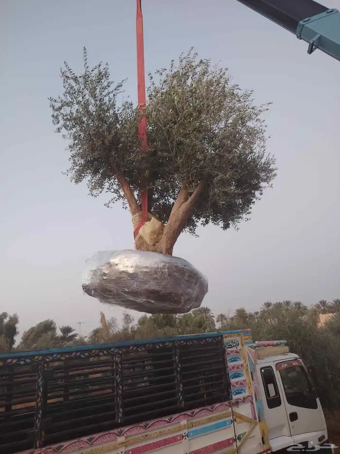 زيتون معمر 1