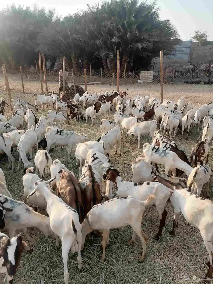 تيوس بحارة جذعان 3