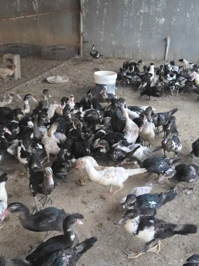 بط مسكوفي او سوداني للبيع 8