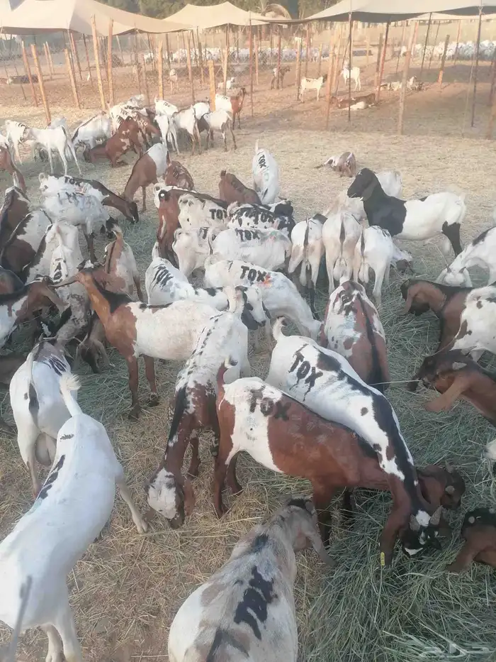 تيوس بحارة جذعان 6