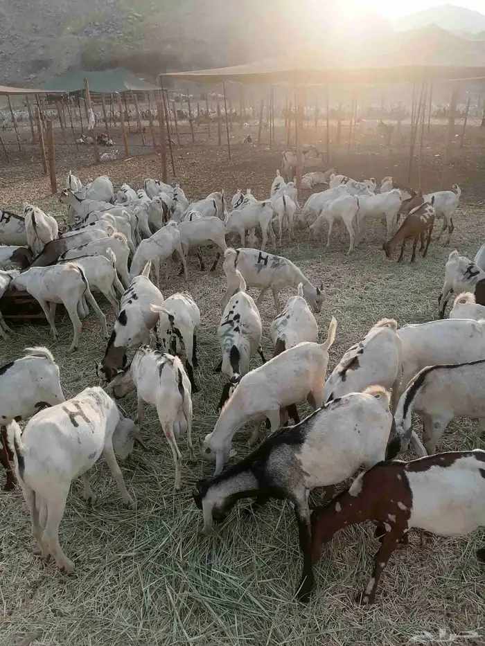 تيوس بحارة جذعان 1