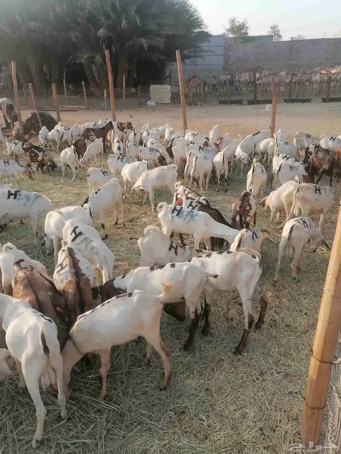 تيوس بحارة جذعان 2