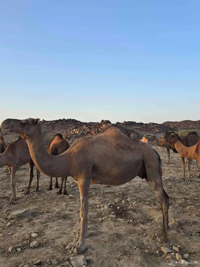 نياق لقحات 4